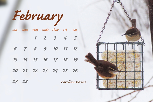 February 2011, Carolina Wrens