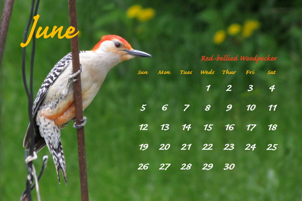 June 2011, Red-bellied Woodpecker