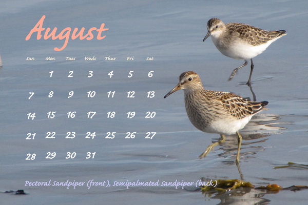 August 2011, Pectoral Sandpiper & Semipalmated Sandpiper, juveniles