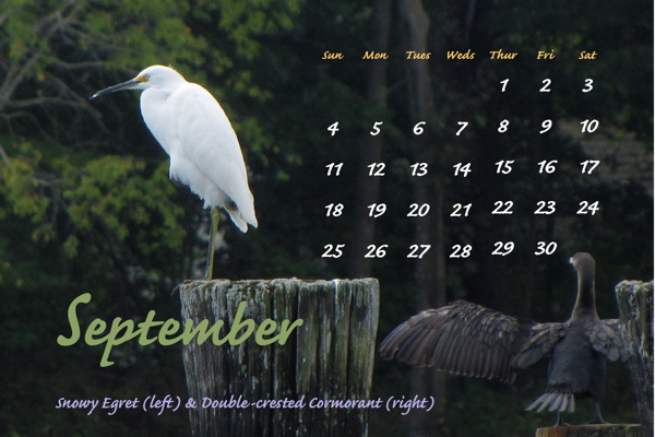 September 2011, Snowy Egret and Double-crested Cormorant